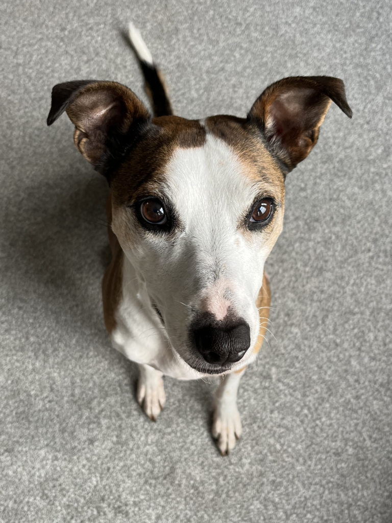 an overhead photo of a dog